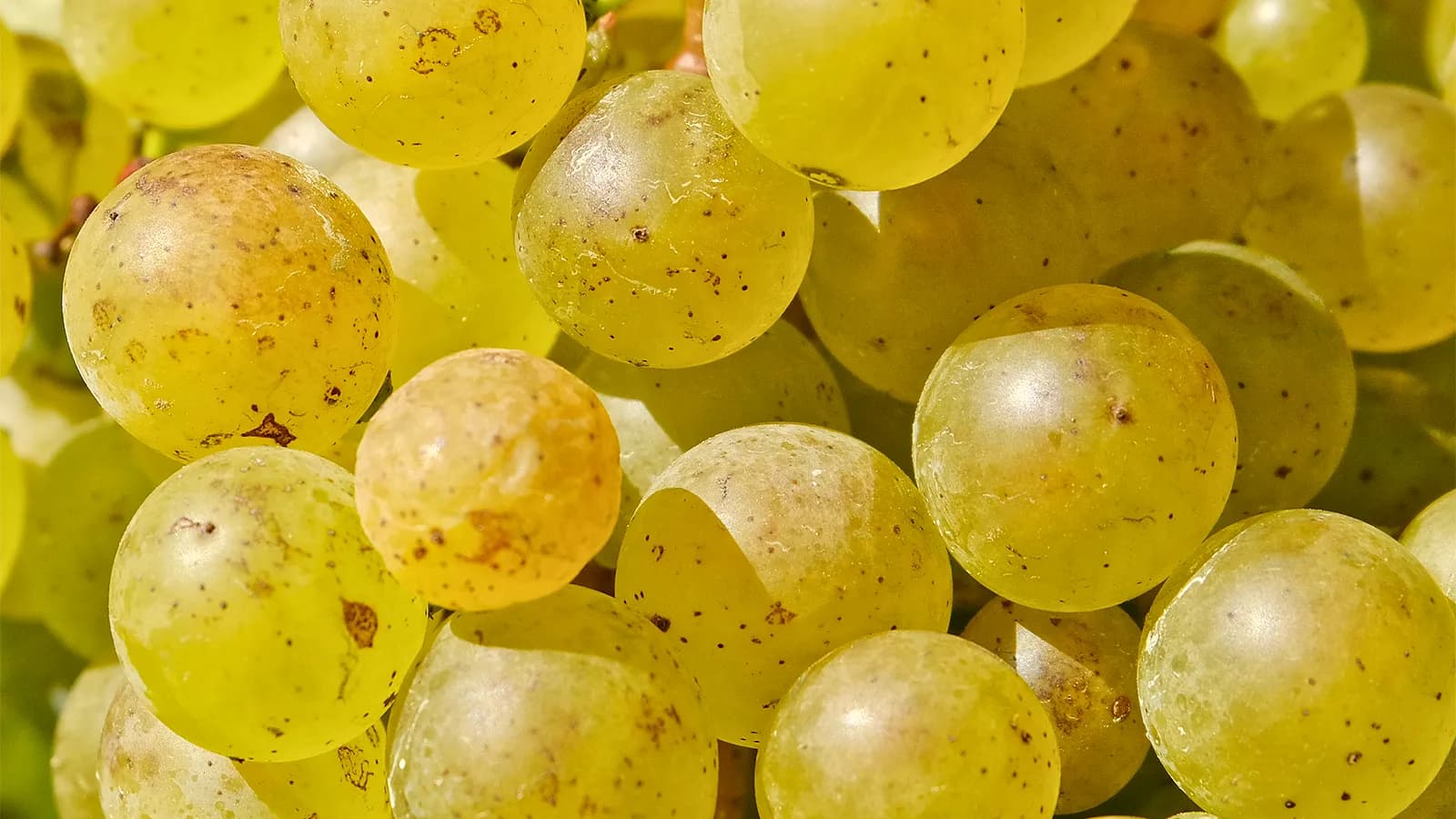 Weintasting: Sauvginon Blanc ein Alleskönner im Weinlager Bremerhaven