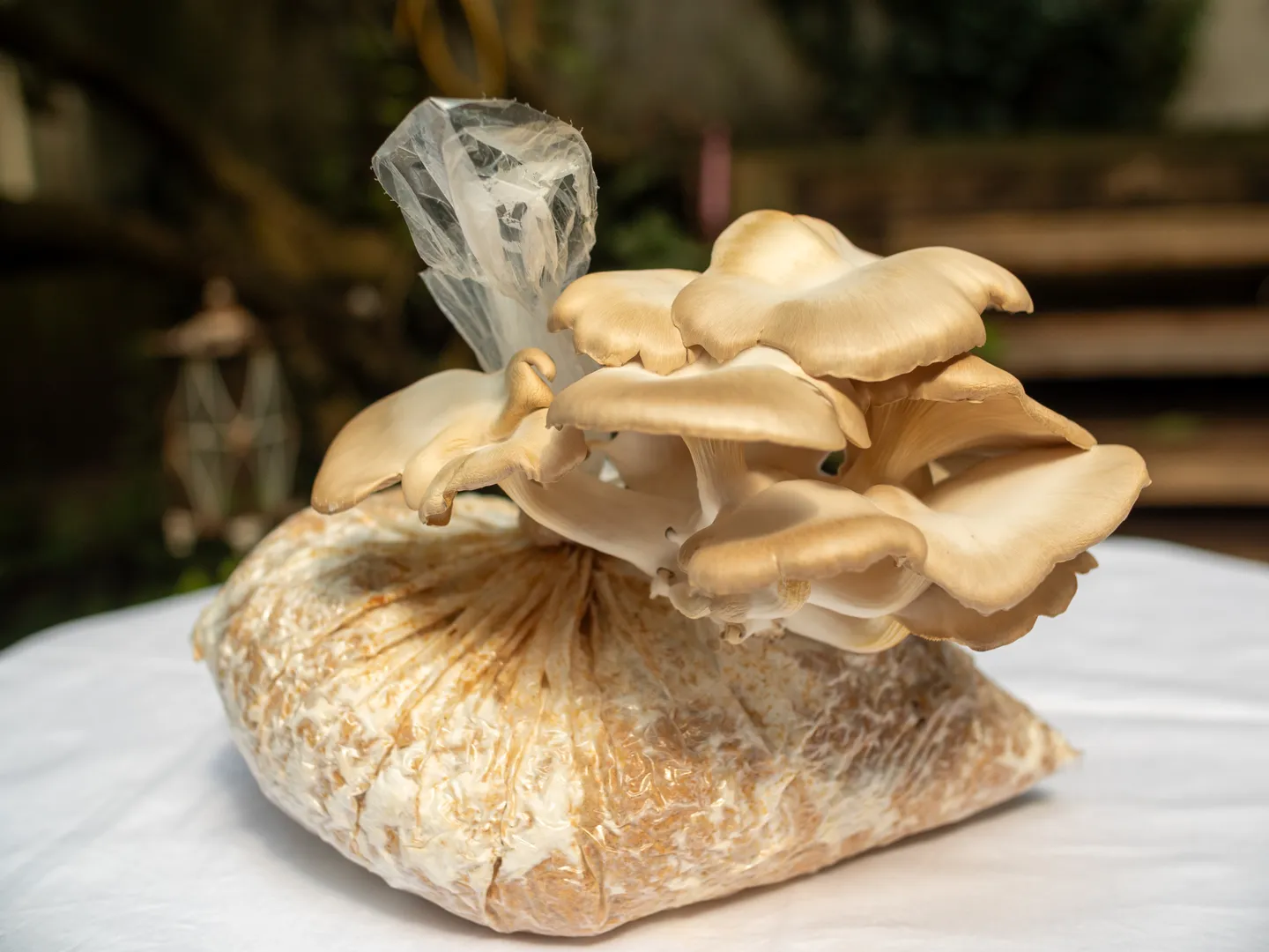 Einführung in die Speisepilzzucht in Behältnissen (Indoor)