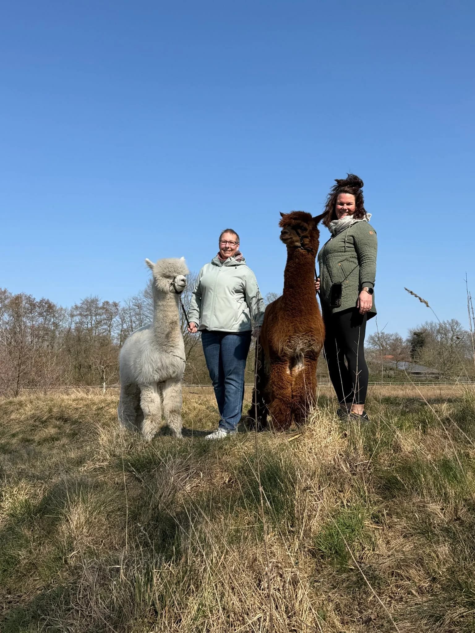 Alpaka Kurzstrecken Spaziergang